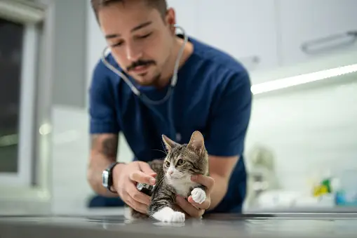 7 best Vet Near Me in California